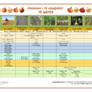 Të ushqyerit e gjedhit të qumështit