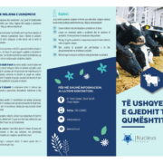 Të ushqyerit e gjedhit të qumështit